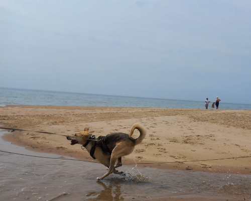 Dog running on beach