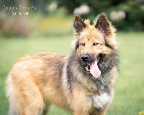 Brown dog standing with tongue out