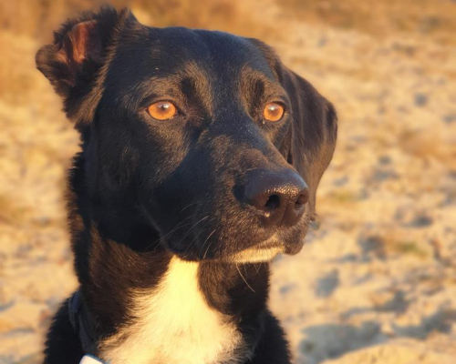 Black dog staring outward