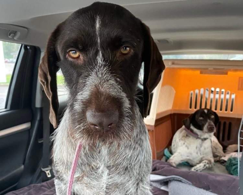 Two dogs in a car