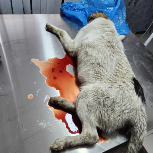 Peanut blood