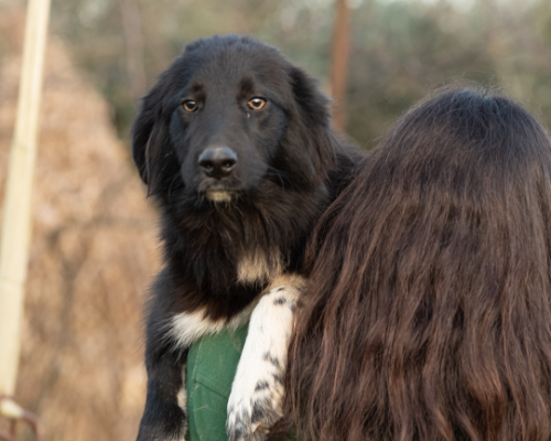dog_100-1