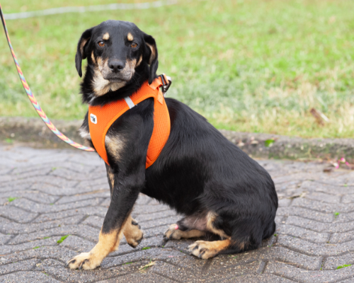dog_104-3 (1)