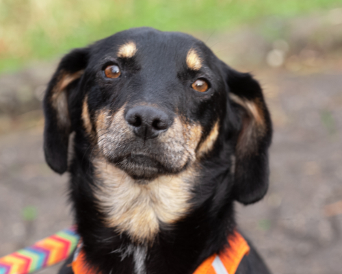 dog_104-5 (1)