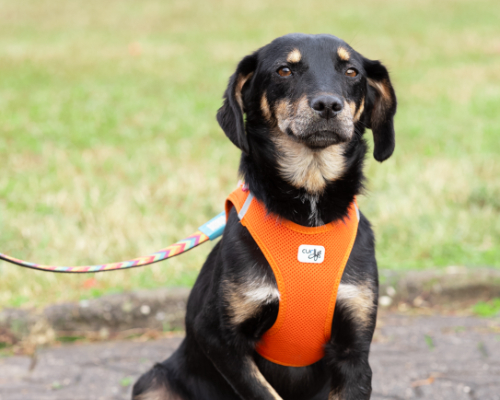 dog_104-9 (1)