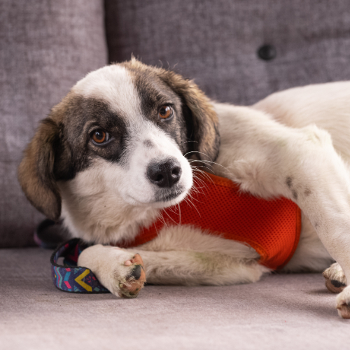 dog_108-5 (1)