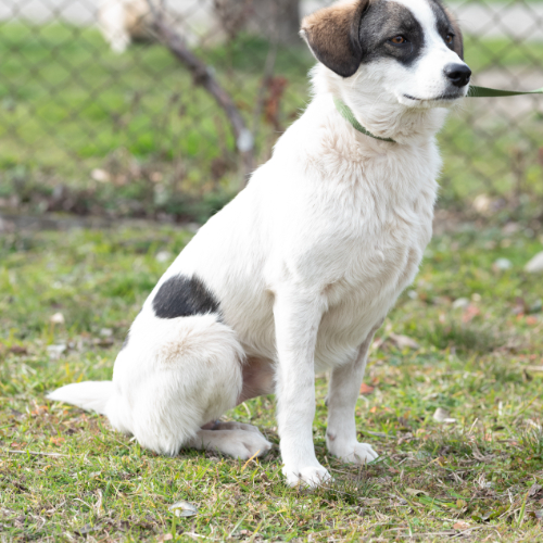 dog_113--18 (1)