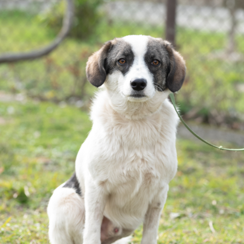 dog_113--9 (1)