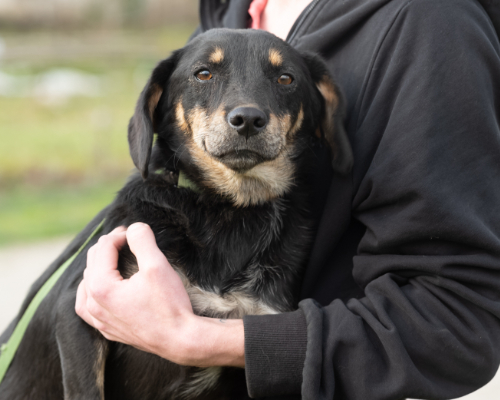 dog_126-22 (1)
