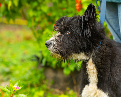 dog_39-14