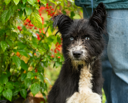 dog_39-15