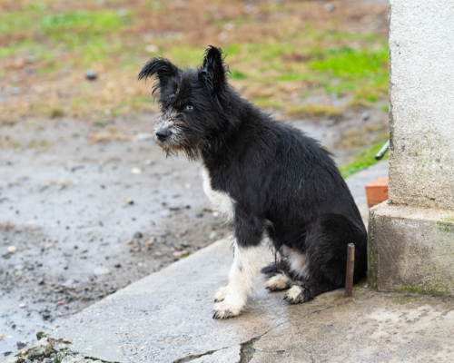 dog_39-7