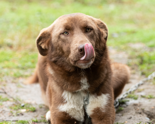 dog_55-16