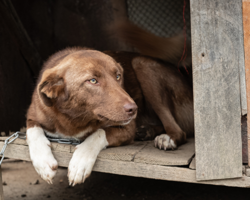dog_55-20