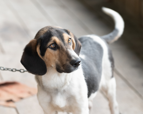 dog_76-13