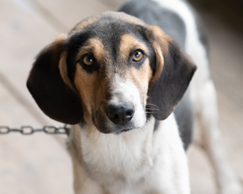 dog_76-14