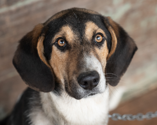 dog_76-16