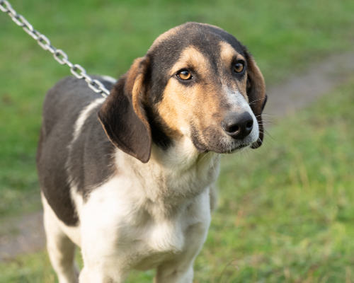 dog_76-6