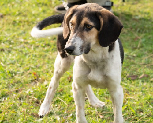 dog_76-7