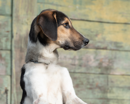 dog_76-8