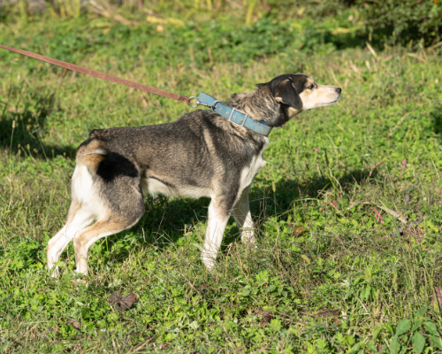dogs-211