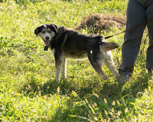 dogs-212