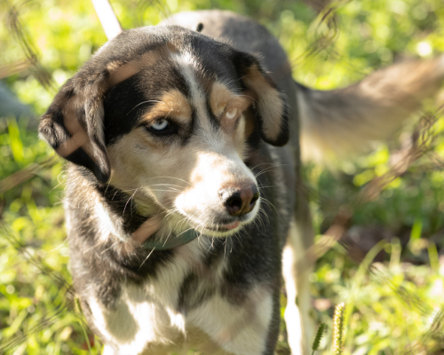 dogs-213