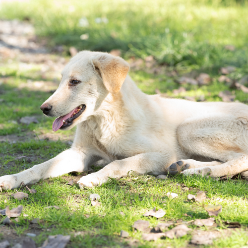 dogs-37 (1)