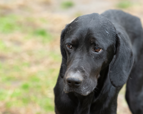 dog_40-2