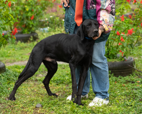 dog_40-4