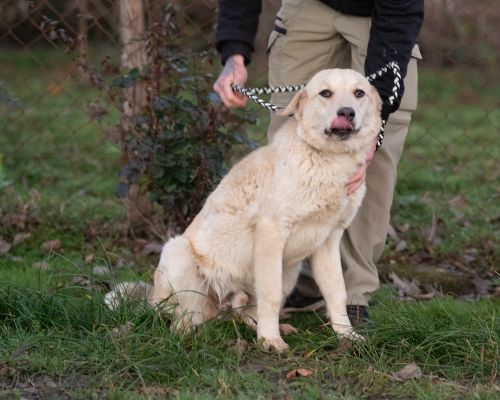 dog_163-5