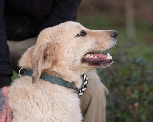 dog_163-8