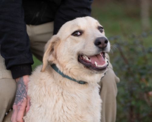 dog_163-9