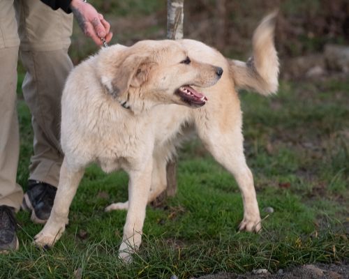 dog_164-4