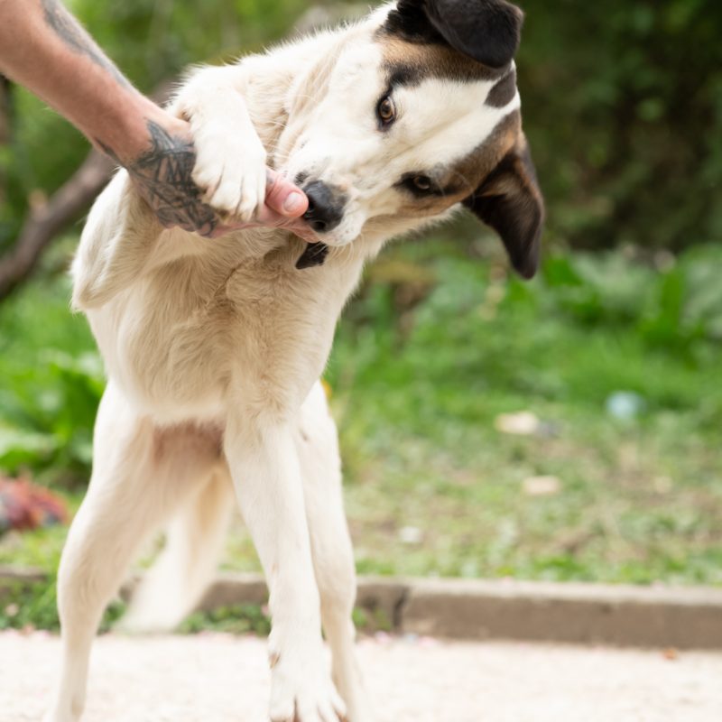 dog_129-18