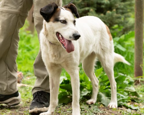 dog_129-39