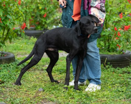 dog_40-6 (2)