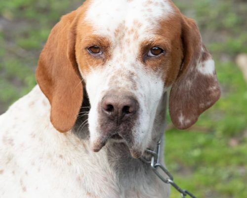 dog_67-18 (1)