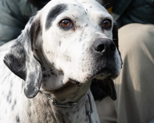 dog_68-18 (1)